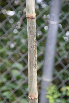 Oxytenanthera abyssynica Savanah Bamboo