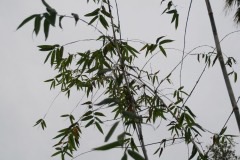 Oxytenanthera abyssynica Savanah Bamboo