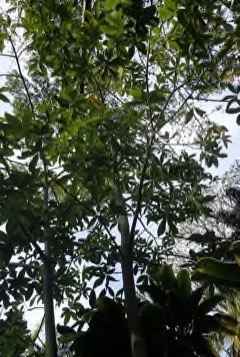 Pachira glabra Saba Nut, American Chestnut Pachira glabra Saba Nut, American Chestnut