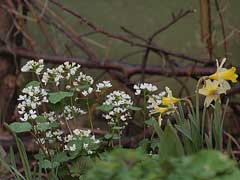 Pachyphragma macrophylla Pachyphragma macrophylla