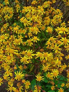 Packera aurea Golden Groundsel - Life Root, Golden ragwort
