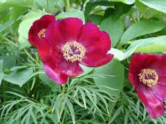 Paeonia hybrida Paeonia hybrida