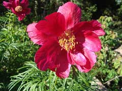 Paeonia hybrida Paeonia hybrida