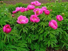 Paeonia officinalis Peony, Common peony Paeonia officinalis Peony, Common peony