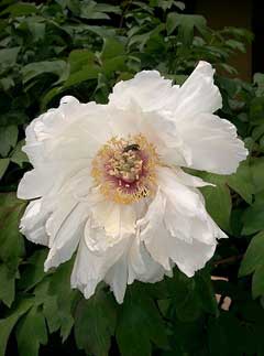 Paeonia ostii Tree Peony Paeonia ostii Tree Peony