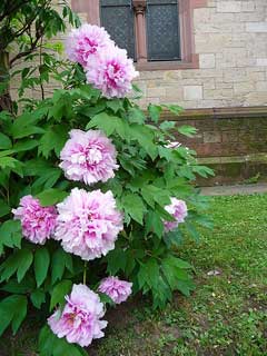 Paeonia suffruticosa Moutan, Moutan peony, Tree Peony, Japanese Tree Peony Paeonia suffruticosa Moutan, Moutan peony, Tree Peony, Japanese Tree Peony