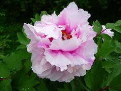 Paeonia suffruticosa Moutan, Moutan peony, Tree Peony, Japanese Tree Peony Paeonia suffruticosa Moutan, Moutan peony, Tree Peony, Japanese Tree Peony