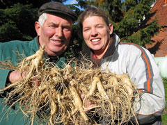 Panax ginseng Ginseng