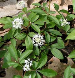 Panax trifolius Ground Nut, Dwarf ginseng Panax trifolius Ground Nut, Dwarf ginseng