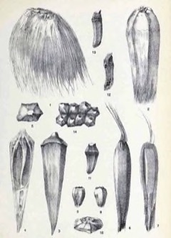 Pandanus julianettii Karuka Pandanus julianettii Karuka