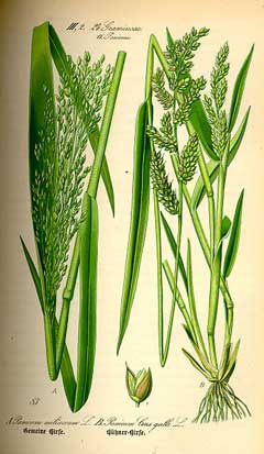 Panicum miliaceum European Millet Panicum miliaceum European Millet