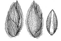 Panicum urvilleanum Desert Panicgrass Panicum urvilleanum Desert Panicgrass