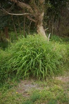 Panicum_maximum Guinea grass. Green panic grass