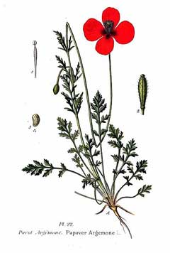 Papaver argemone Prickly Poppy, Long pricklyhead poppy Papaver argemone Prickly Poppy, Long pricklyhead poppy
