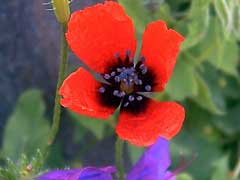 Papaver argemone Prickly Poppy, Long pricklyhead poppy Papaver argemone Prickly Poppy, Long pricklyhead poppy