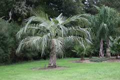 Parajubaea cocoides Quito Palm Parajubaea cocoides Quito Palm