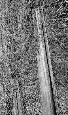 Parajubaea cocoides Quito Palm Parajubaea cocoides Quito Palm