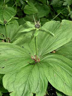 Paris quadrifolia Herb Paris Paris quadrifolia Herb Paris