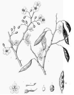 Parkinsonia florida Blue Palo Verde Parkinsonia florida Blue Palo Verde