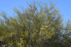 Parkinsonia florida Blue Palo Verde Parkinsonia florida Blue Palo Verde