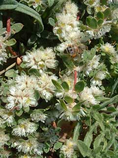 Paronychia argentea Algerian Tea Paronychia argentea Algerian Tea