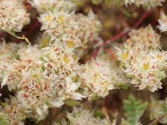 Paronychia argentea Algerian Tea Paronychia argentea Algerian Tea