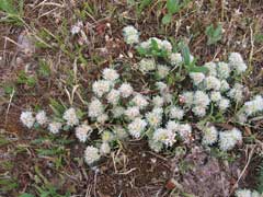 Paronychia capitata Algerian Tea Paronychia capitata Algerian Tea