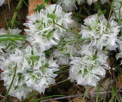 Paronychia capitata Algerian Tea Paronychia capitata Algerian Tea
