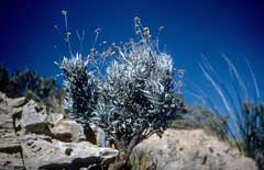 Parthenium argentatum Guayule Parthenium argentatum Guayule