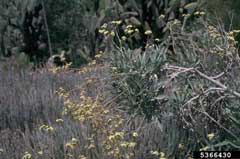 Parthenium argentatum Guayule Parthenium argentatum Guayule