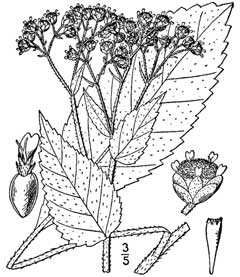 Parthenium integrifolium Wild Quinine Parthenium integrifolium Wild Quinine