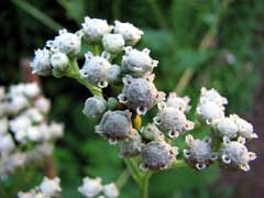 Parthenium integrifolium Wild Quinine Parthenium integrifolium Wild Quinine