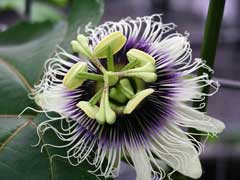 Passiflora edulis Passion Flower