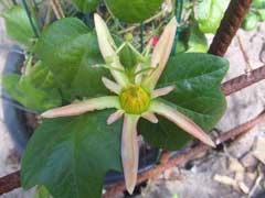 Passiflora herbertiana Passiflora herbertiana