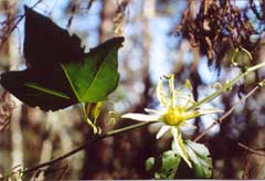 Passiflora herbertiana Passiflora herbertiana