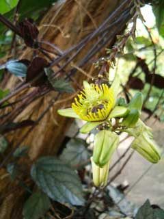 Passiflora species Passion Flower Passiflora species Passion Flower