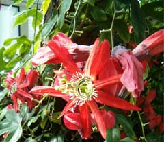 Passiflora species Passion Flower Passiflora species Passion Flower