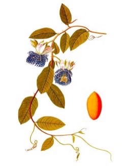 Passiflora laurifolia Yellow Granadilla