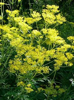 Patrinia Eastern Valerian, Scabious Patrinia Patrinia Eastern Valerian, Scabious Patrinia