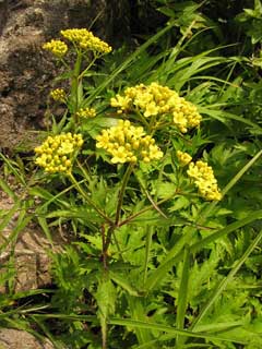 Patrinia triloba Patrinia triloba