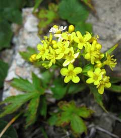 Patrinia triloba Patrinia triloba