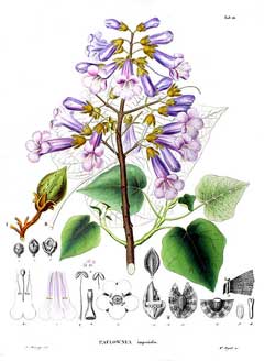Paulownia tomentosa Foxglove Tree, Princesstree, Empress Tree, Royal Paulownia, Paulownia tomentosa Foxglove Tree, Princesstree, Empress Tree, Royal Paulownia,
