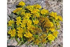 Pectis angustifolia Narrowleaf Pectis, Lemonscent Pectis angustifolia Narrowleaf Pectis, Lemonscent