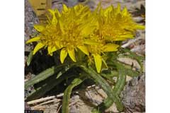 Pectis angustifolia Narrowleaf Pectis, Lemonscent Pectis angustifolia Narrowleaf Pectis, Lemonscent