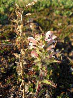 Pedicularis hirsuta Hairy lousewort Pedicularis hirsuta Hairy lousewort