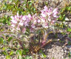 Pedicularis hirsuta Hairy lousewort
