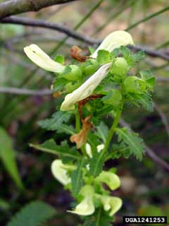 Pedicularis lanceolata Swamp Lousewort