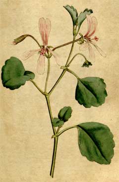 Pelargonium acetosum Pelargonium acetosum
