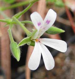 Pelargonium odoratissimum Apple Geranium Pelargonium odoratissimum Apple Geranium