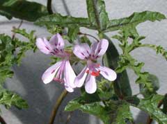 Pelargonium quercifolium Oak-Leaved Geranium